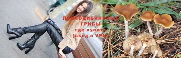 прущие грибы Алзамай